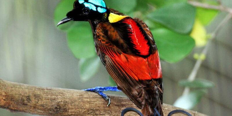 Birds of Paradise