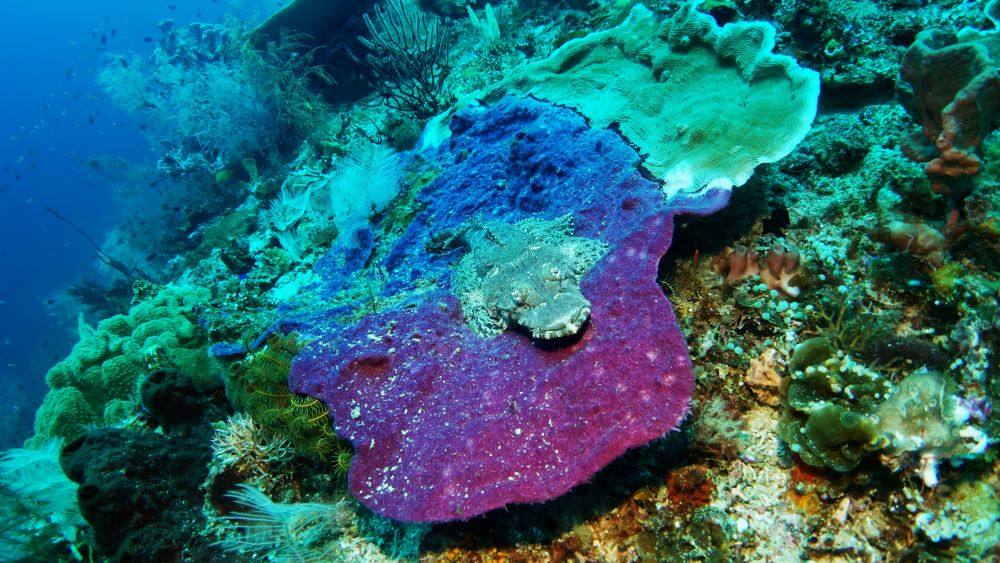 crocodile fish