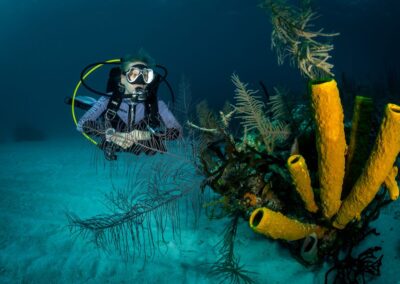 Dive Image_1