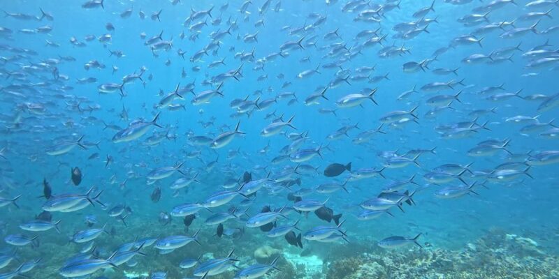 Fish