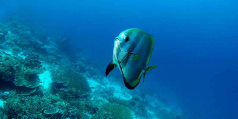 Fish another