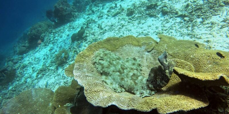 Wobbegong