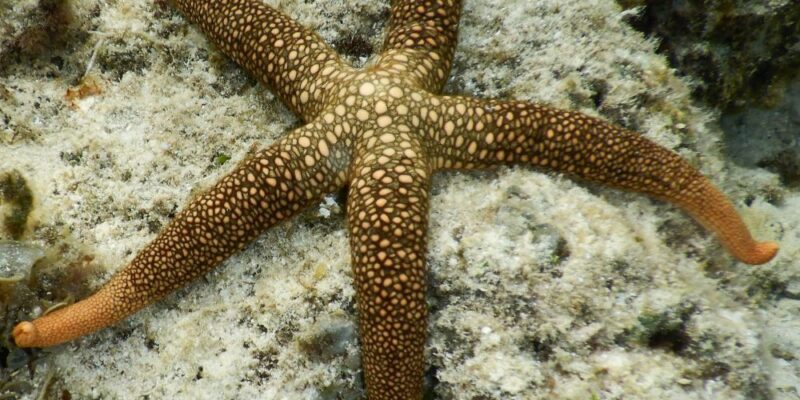 starfish